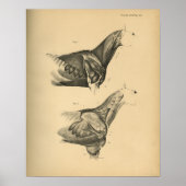 Anatomie musculaire du cheval 1908 Impression Vint (Devant)