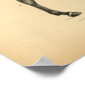 Anatomie musculaire du cheval 1908 Impression Vint (Coin)