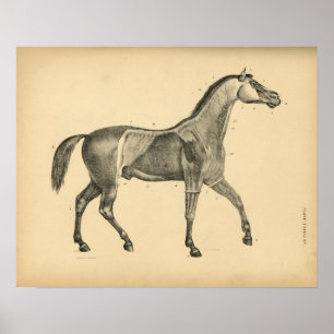 Anatomie musculaire du cheval 1908 Impression Vint