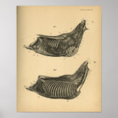 Anatomie musculaire du cheval 1908 Impression Vint (Devant)