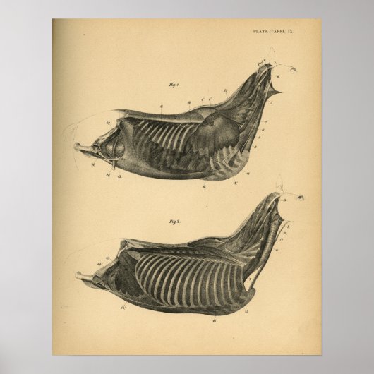 Anatomie musculaire du cheval 1908 Impression Vint (Devant)