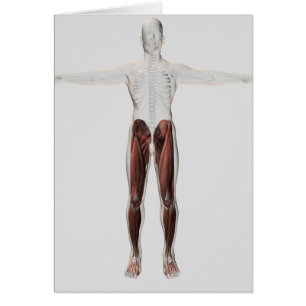 Anatomie Musculaire Homme Des Jambes Humaines, Ant