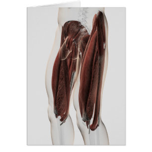 Anatomie Musculaire Masculine Des Jambes Humaines,