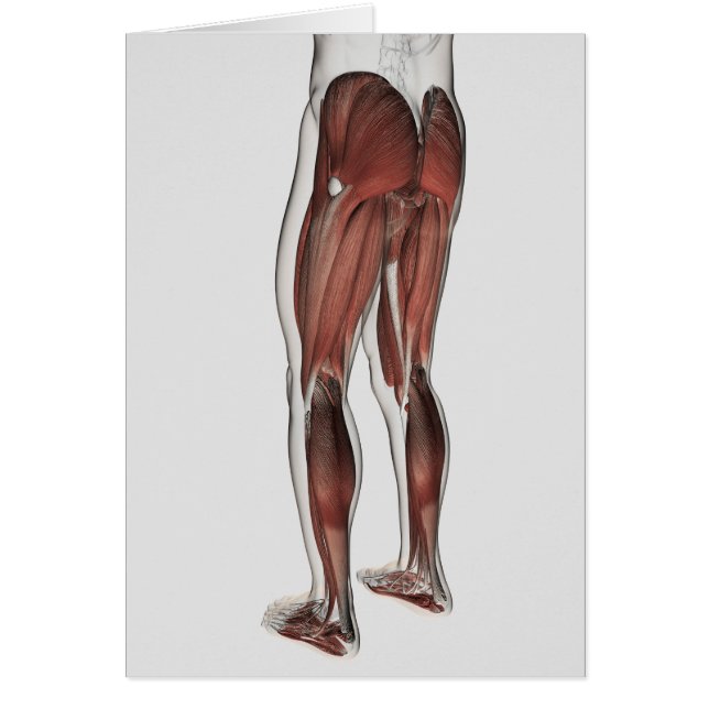 Anatomie Musculaire Masculine Des Jambes Humaines  (Devant)