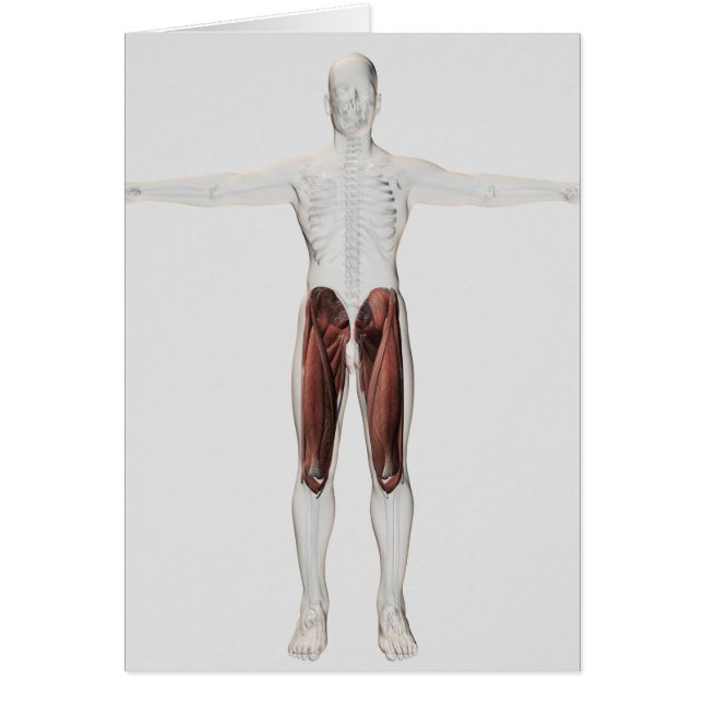 Anatomie Musculaire Masculine Des Jambes Humaines, (Devant)