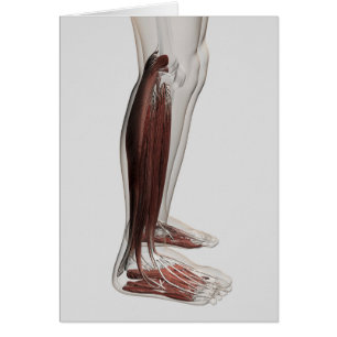 Anatomie Musculaire Masculine Des Jambes Humaines,