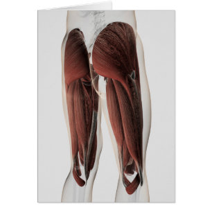 Anatomie Musculaire Masculine Des Jambes Humaines 