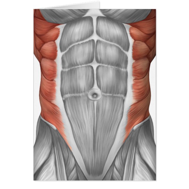 Anatomie Musculaire Masculine Du Mur Abdominal (Devant)