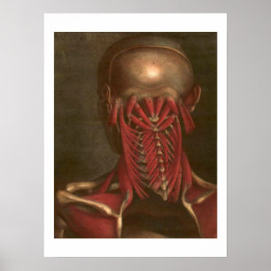 anatomie Nek en schouders Poster