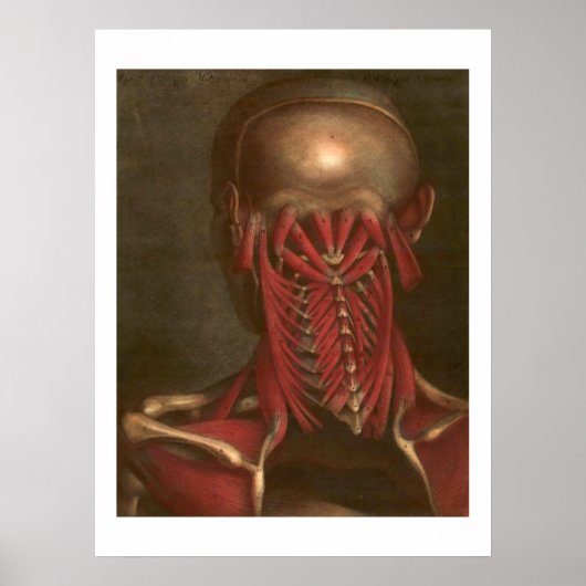 anatomie | Nek en schouders Poster (Voorkant)