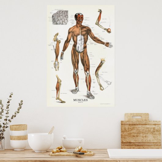 Anatomie Poster 24 X 36 (Keuken)