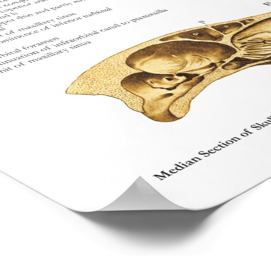 Anatomie Poster Anatomie  (Hoek)