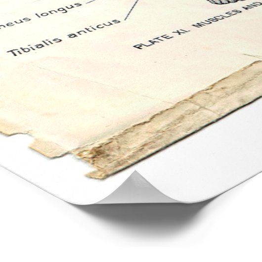 Anatomie Poster antérieur (Coin)