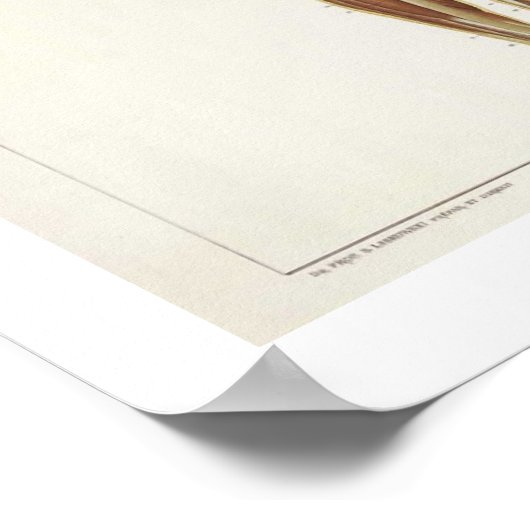 Anatomie Poster antérieur (Coin)