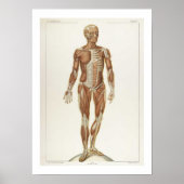 Anatomie Poster antérieur (Devant)
