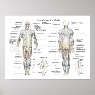 Anatomie Poster Anterieur en Posterior