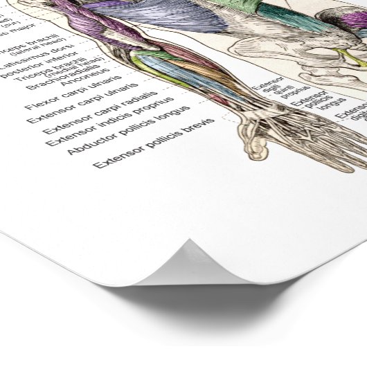 Anatomie Poster Anterieur Posterior (Hoek)