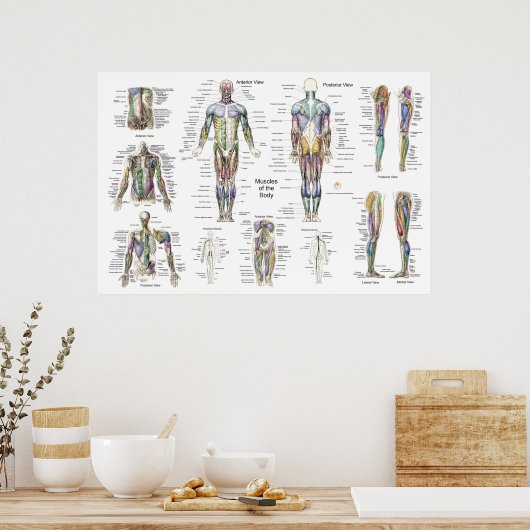 Anatomie Poster Anterieur Posterior (Keuken)