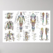 Anatomie Poster Anterieur Posterior (Voorkant)
