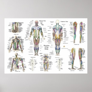 Anatomie Poster Anterieur Posterior