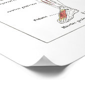 Anatomie Poster in het Frans (Hoek)