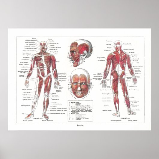 Anatomie Poster in het Frans (Voorkant)