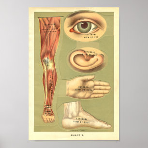  Anatomie Print 1901