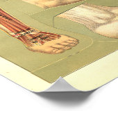  Anatomie Print 1901 (Hoek)