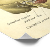  Anatomie Print Botten TMJ Joint (Hoek)