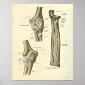  Anatomie Print Elbow Joint (Voorkant)