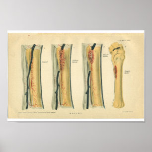 Anatomie printplaat  paard poster