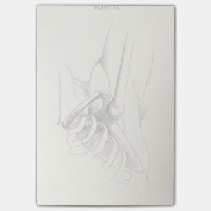 anatomie Schoudergewricht (circa 1852) Post-it® Notes