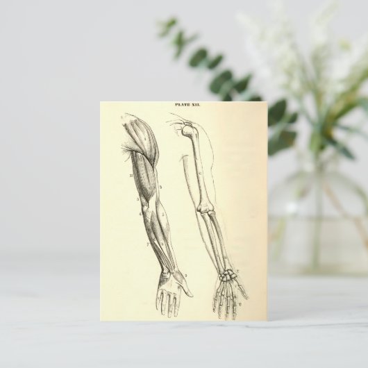  anatomie | Spier en Bot van de Arm Briefkaart (Staand voorkant)