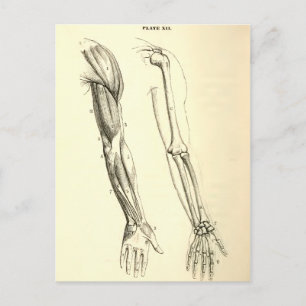 anatomie Spier en Bot van de Arm Briefkaart