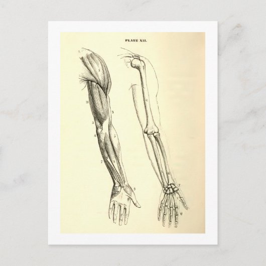 anatomie | Spier en Bot van de Arm Briefkaart (Voorkant)