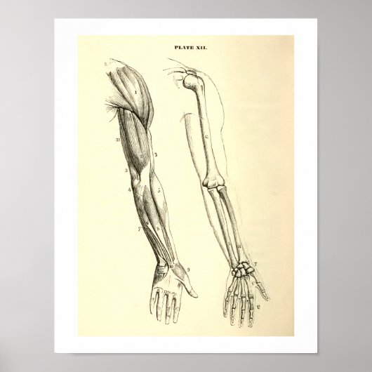  anatomie | Spier en Bot van de arm Poster (Voorkant)