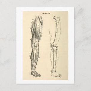 anatomie Spieren en Botten van de been Briefkaart
