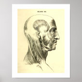 anatomie | Spieren van het hoofd (circa 1852) Poster (Voorkant)