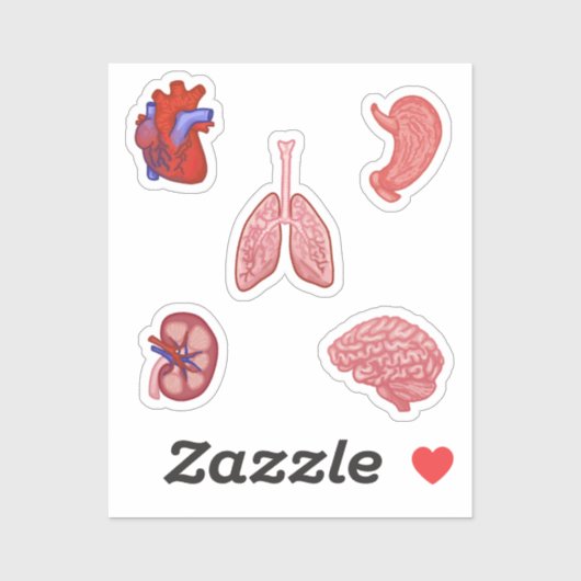 Anatomie sticker set (Vel)