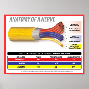 Anatomie van A Nerve 2015 Poster