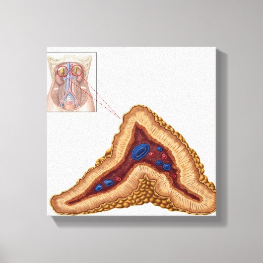 Anatomie van bijnierklier, transversale sectie canvas afdruk (Voorkant)