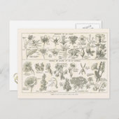 Anatomie van bloemen briefkaart (Voorkant / Achterkant)