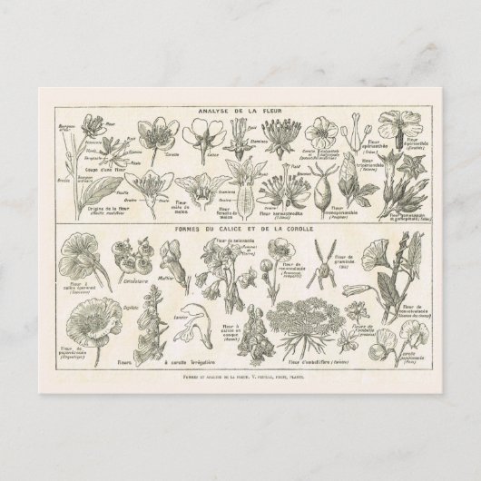 Anatomie van bloemen briefkaart (Voorkant)