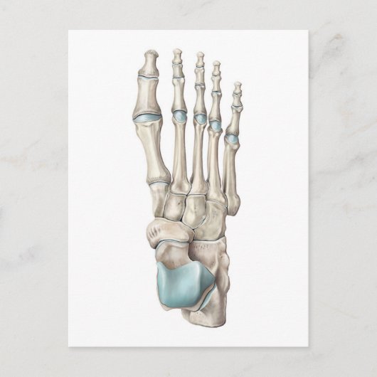 Anatomie van Botten van de voet Briefkaart (Voorkant)