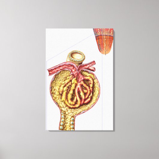 Anatomie van Bowman's glomerulaire capsule Canvas Afdruk (Voorkant)