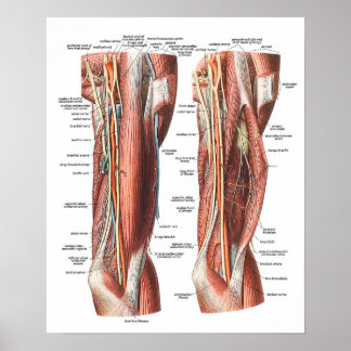 Anatomie van de arm en de Elleboog Poster