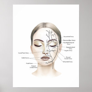 Anatomie van de bloedvaten in het gezicht poster