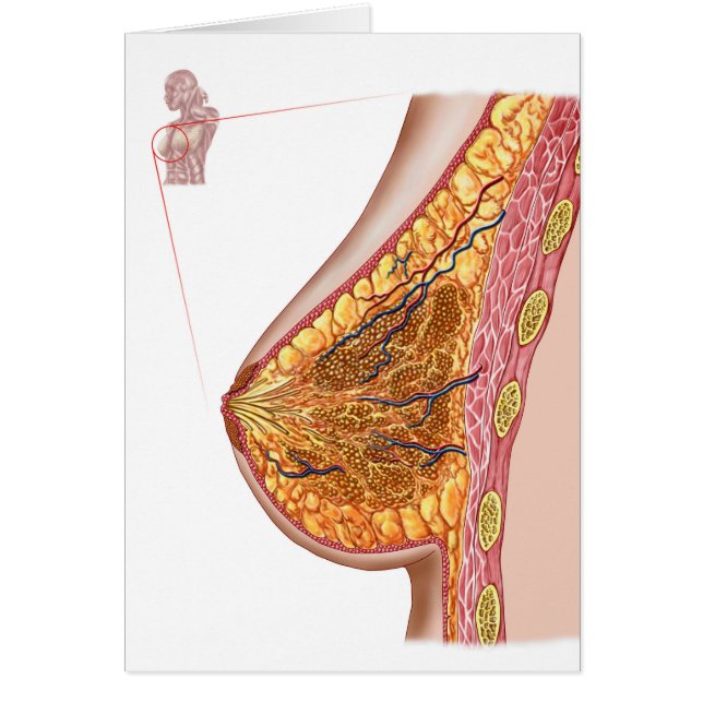 Anatomie van de borst van het Vrouw (Voorkant)