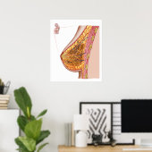 Anatomie van de borst van het Vrouw Poster (Thuiskantoor)