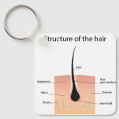 anatomie van de botten sleutelhanger (Voorkant)